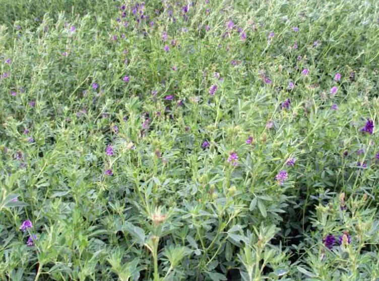 1653485963726760.jpg 1653485963726760.jpg