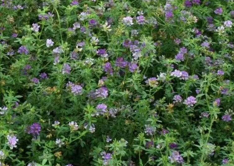 1653488585701404.jpg 1653488585701404.jpg