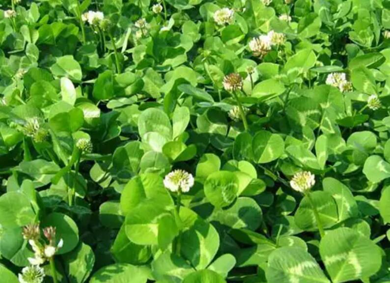 1653572589772993.jpg 1.jpg