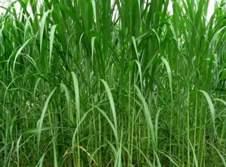 1653660740794083.jpg 2.jpg