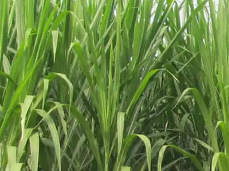 1653661418666250.jpg 2.jpg