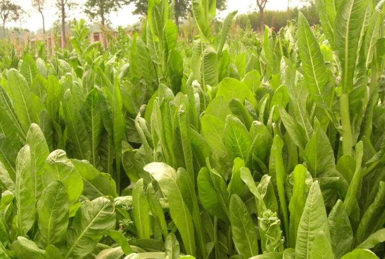 1654262807891692.jpg 1.jpg