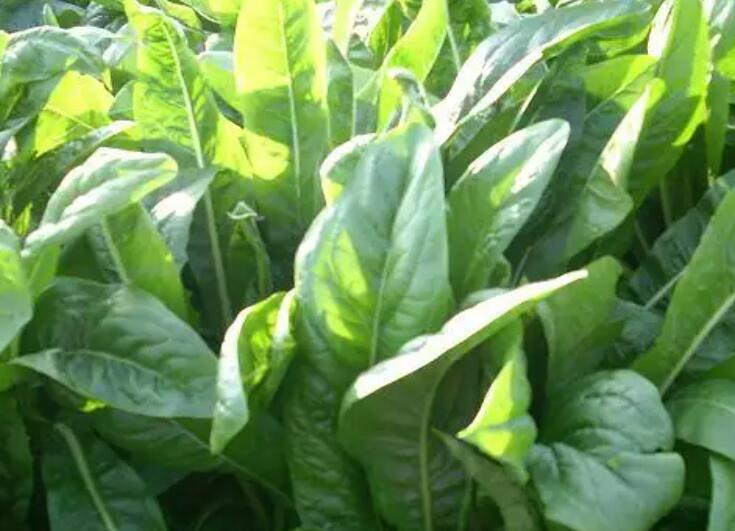 1654262814768395.jpg 2.jpg