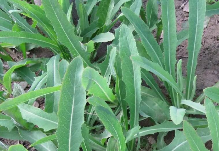 1654262823421424.jpg 3.jpg