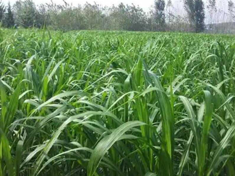 1654264485498245.jpg 1.jpg