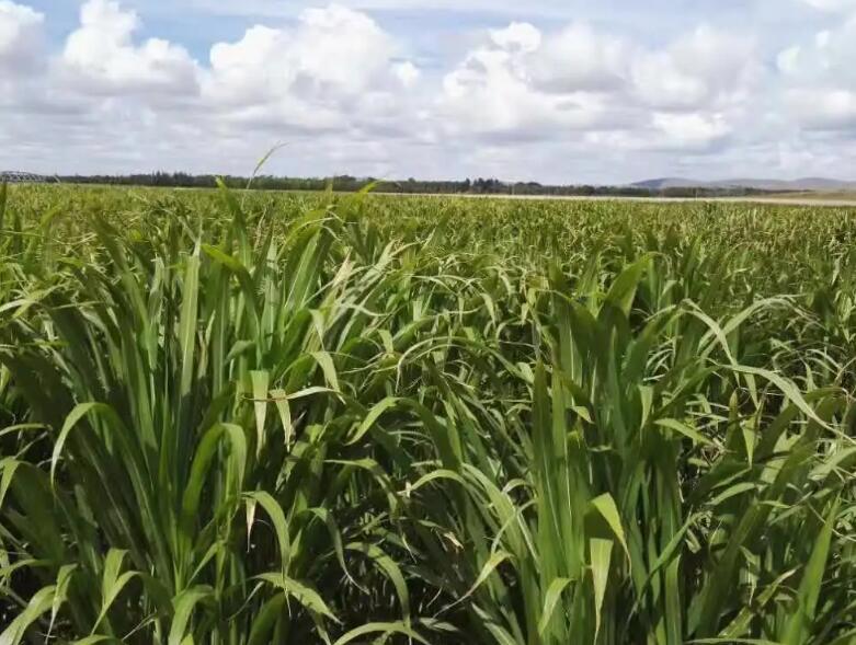 1654264492415414.jpg 2.jpg