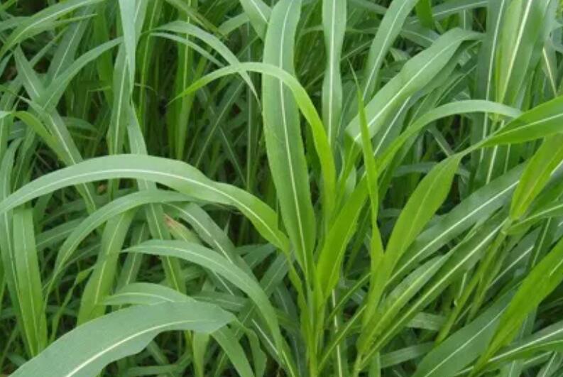 1654266025974713.jpg 1.jpg