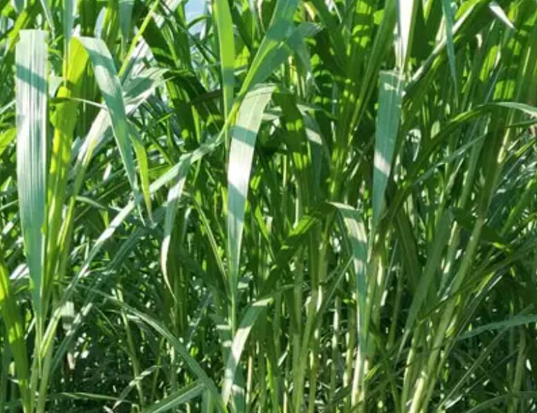 1654266092741069.jpg 3.jpg