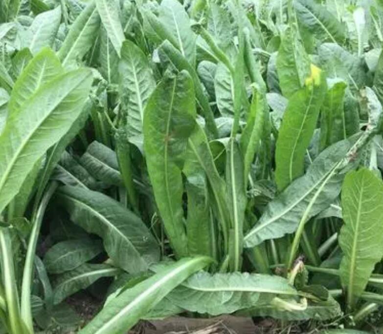 1654310049347887.jpg 1654310049347887.jpg