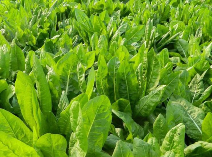 1654520747792743.jpg 1.jpg