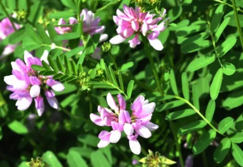 1654520755869781.jpg 2.jpg