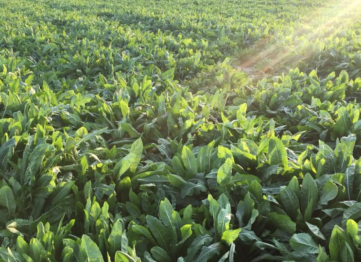 1654521305263594.jpg 1.jpg