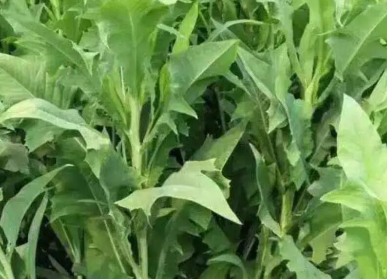 1654521395531191.jpg 3.jpg