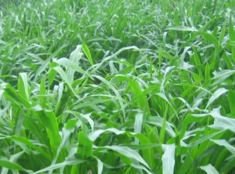 1654525391996469.jpg 1654525391996469.jpg