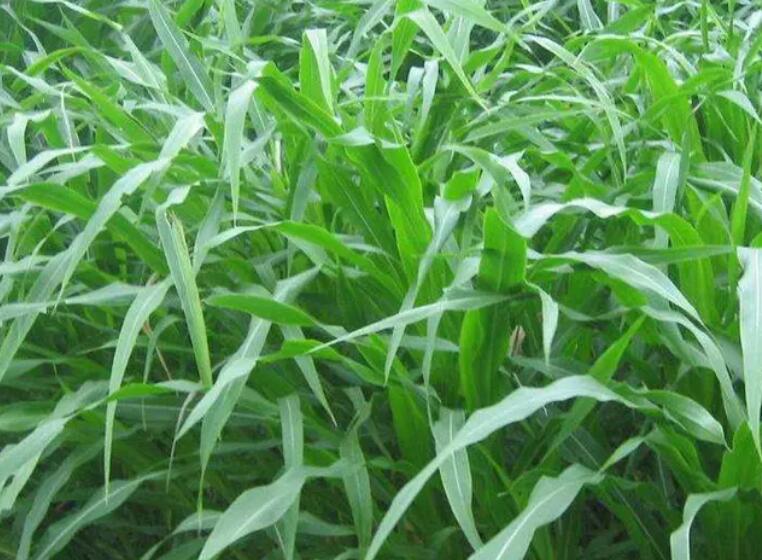 1654525399434828.jpg 2.jpg