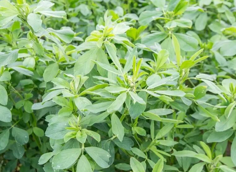 1654525412685805.jpg 3.jpg