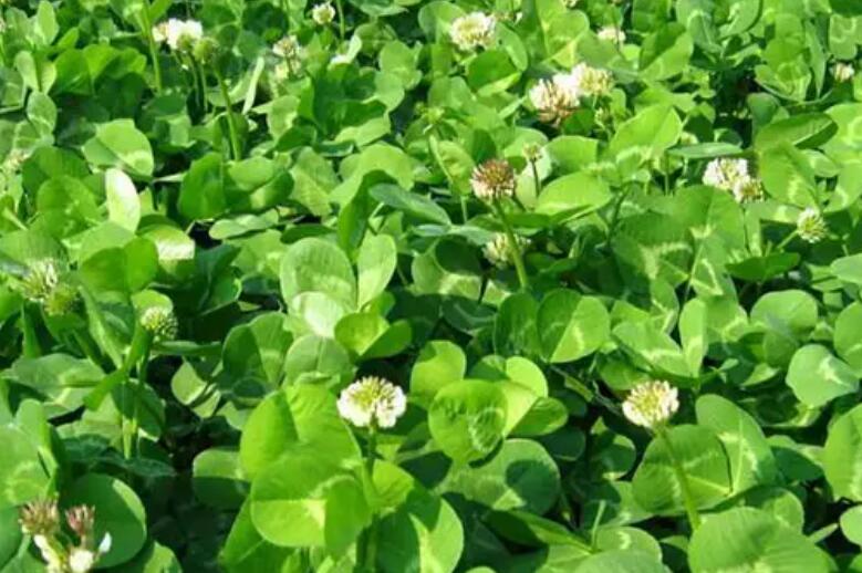 1654667429719554.jpg 1.jpg