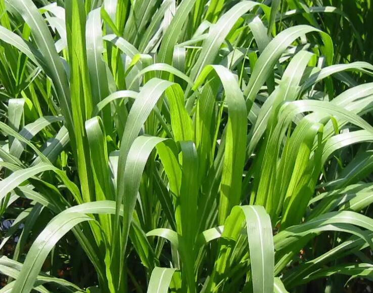 1654697880862247.jpg 1.jpg