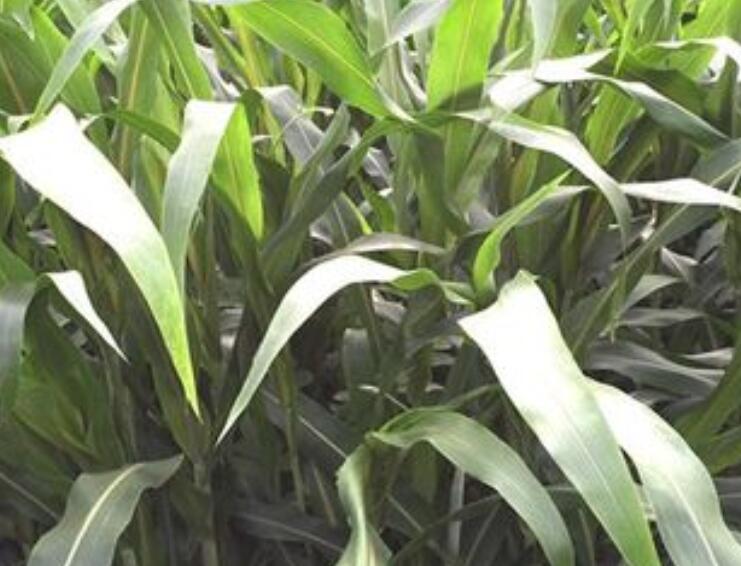 1654697896319337.jpg 3.jpg