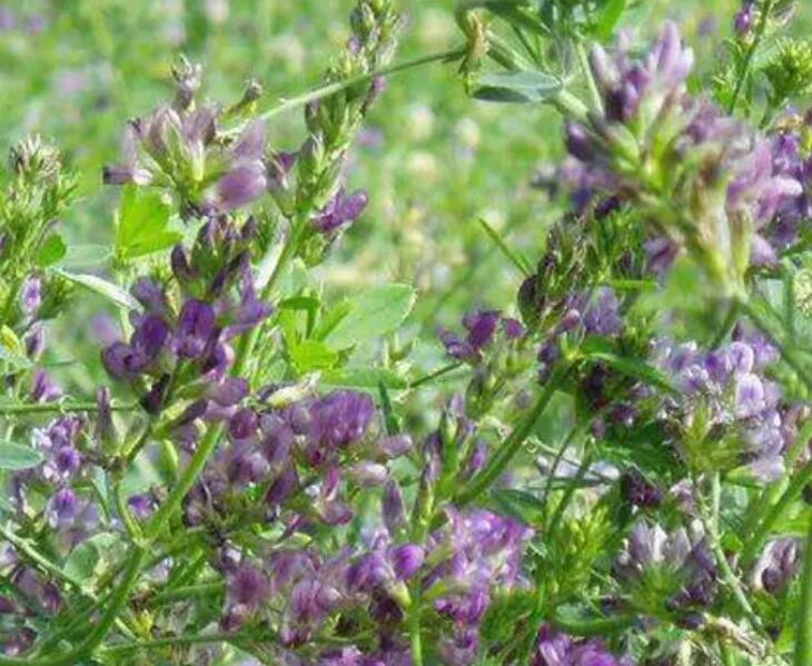 1654700201428515.jpg 1.jpg