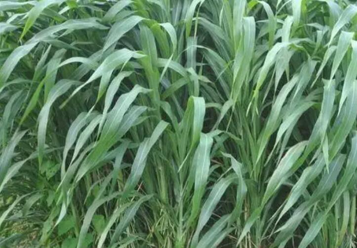 1654783907765638.jpg 2.jpg