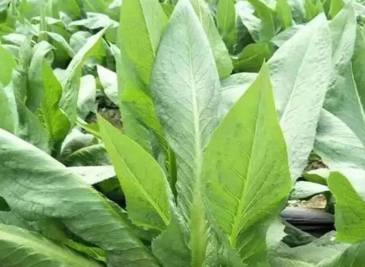 1654784345793603.jpg 1.jpg