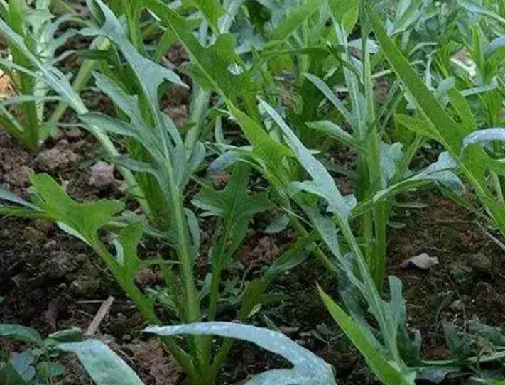 1654784362329235.jpg 2.jpg