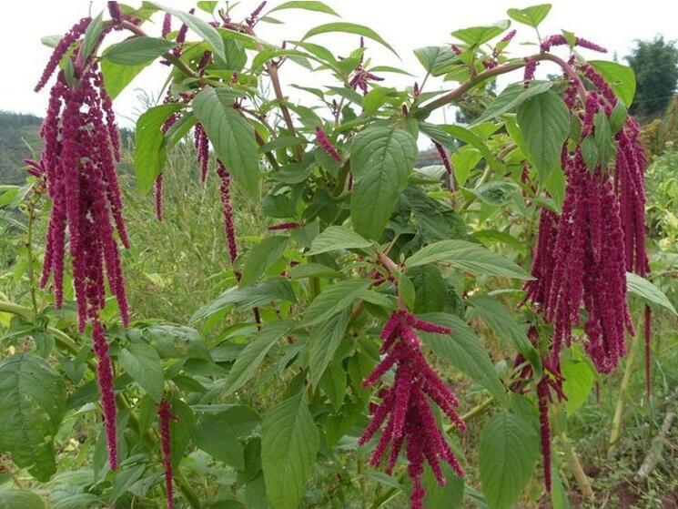 1657098973278758.jpg 1657098973278758.jpg