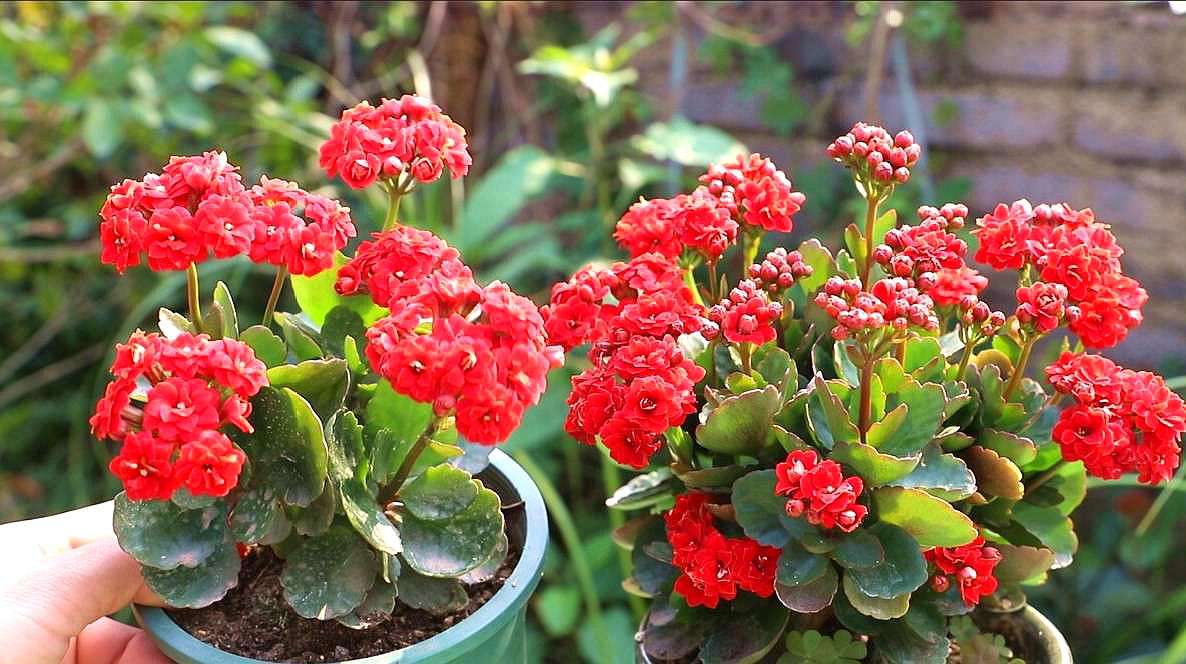 1657501161200625.jpeg 1657501161200625.jpeg