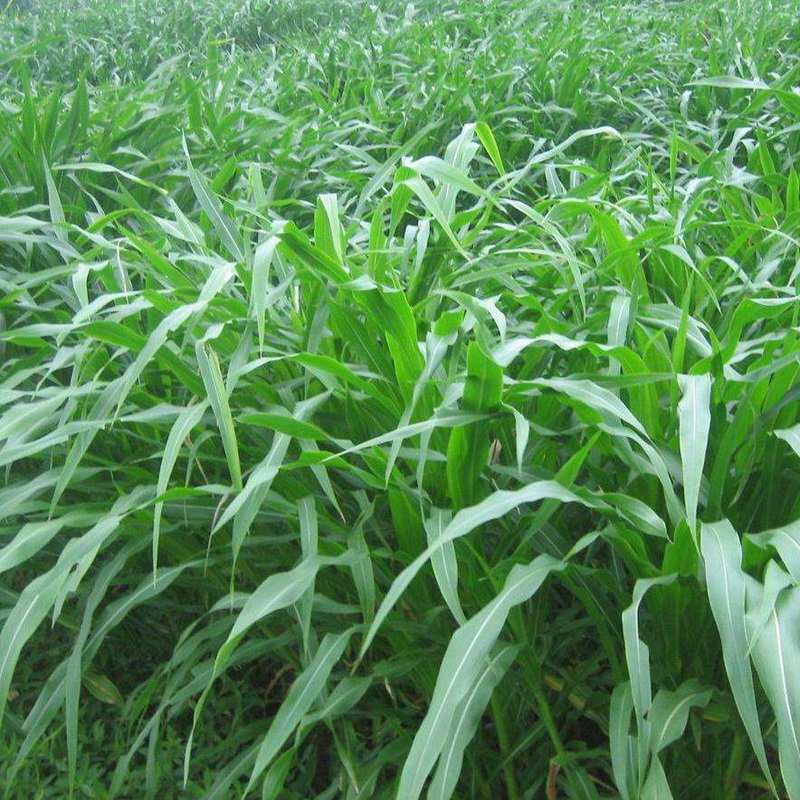 墨西哥玉米草 墨西哥玉米草