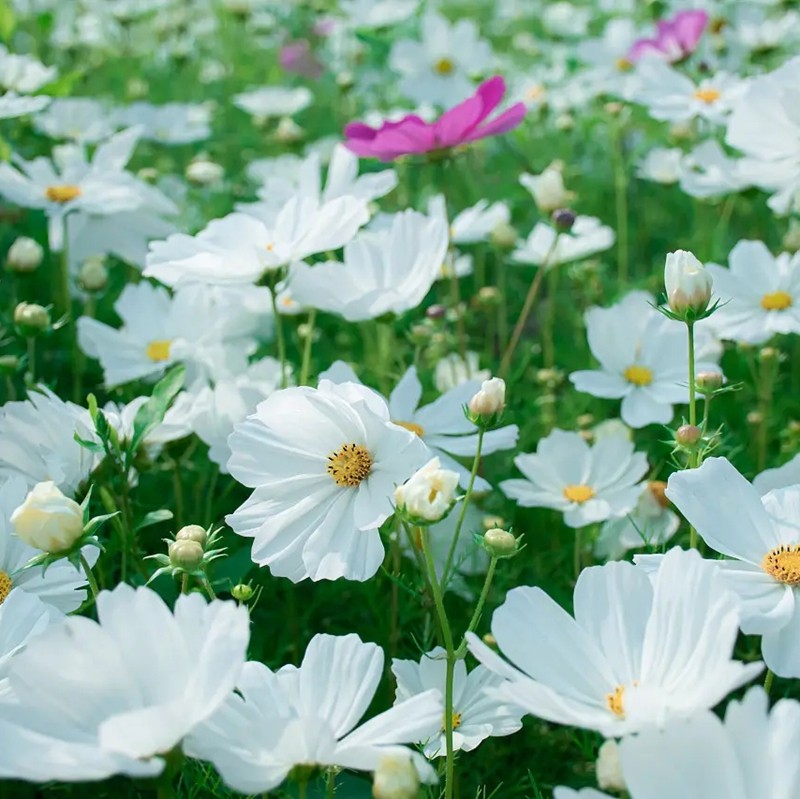 白波斯菊 白波斯菊