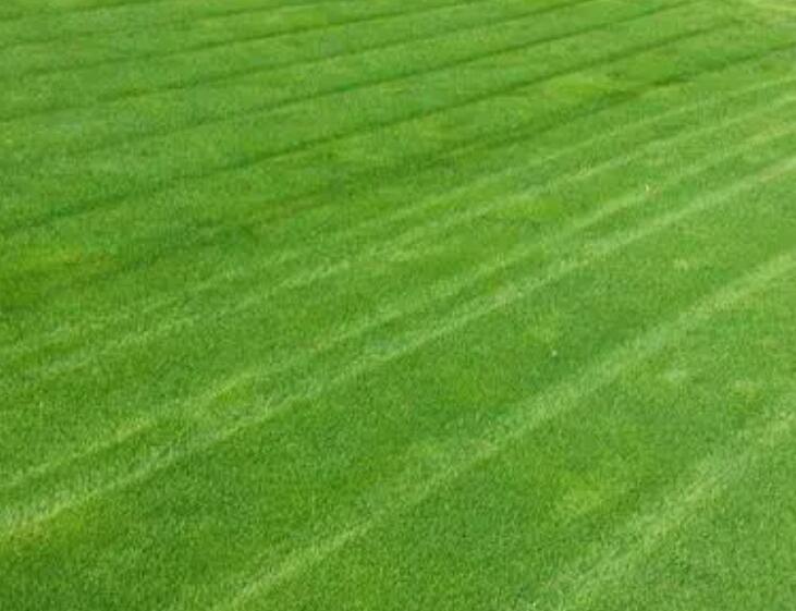 1661605684892938.jpg 果嶺操1.jpg