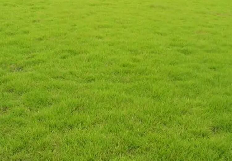 1661605701225777.jpg 結(jié)縷草11.jpg