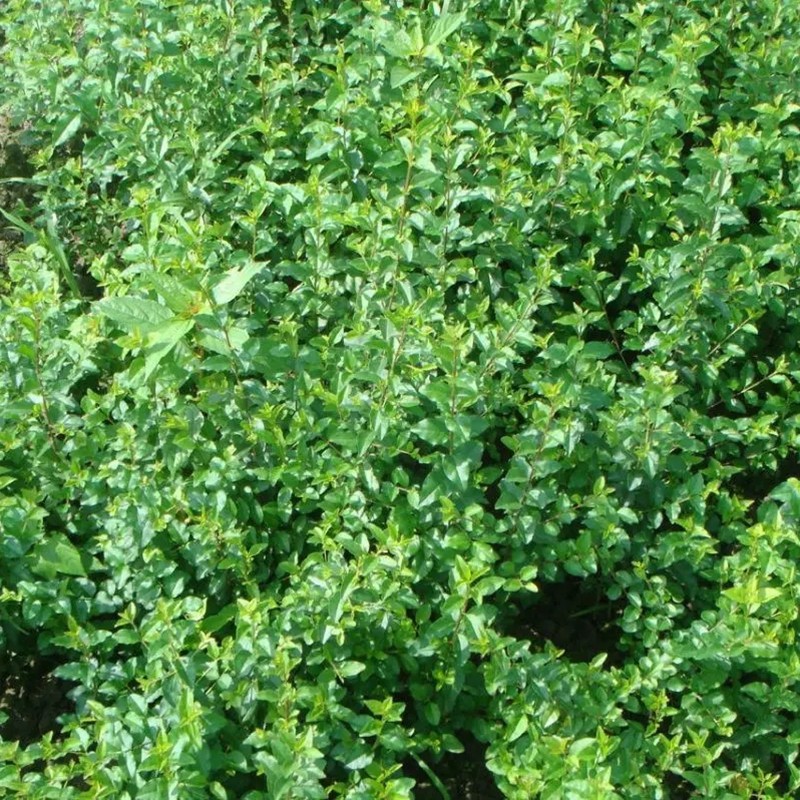 小葉女貞 小葉女貞