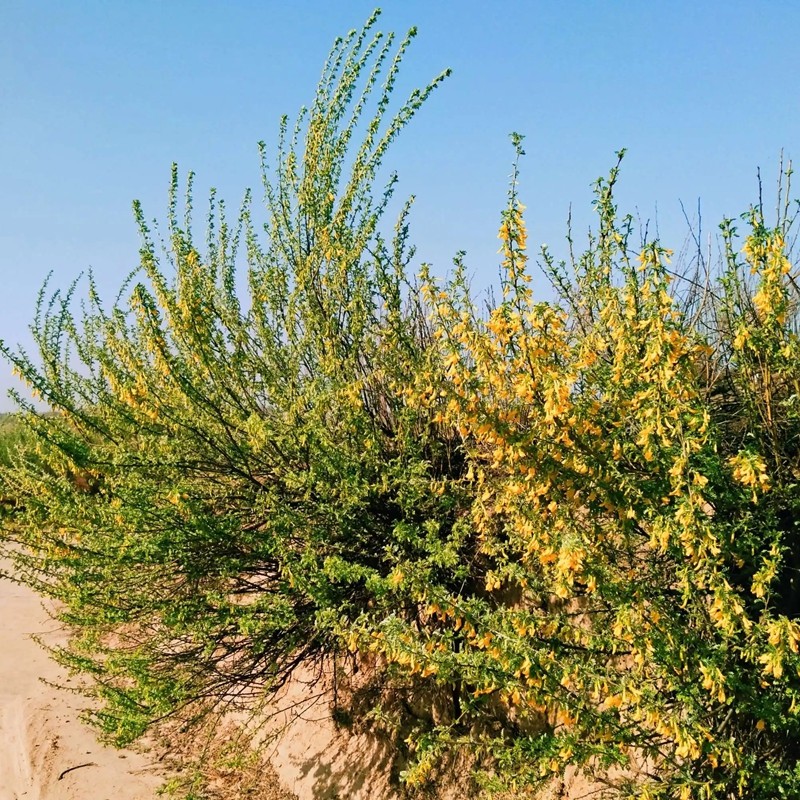 檸條樹 檸條樹