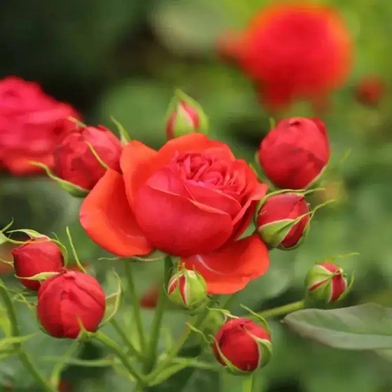 紅色優(yōu)雅月季