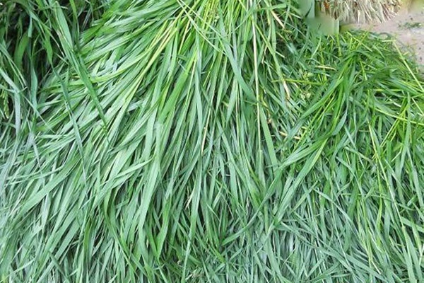 一年生黑麥草 一年生黑麥草