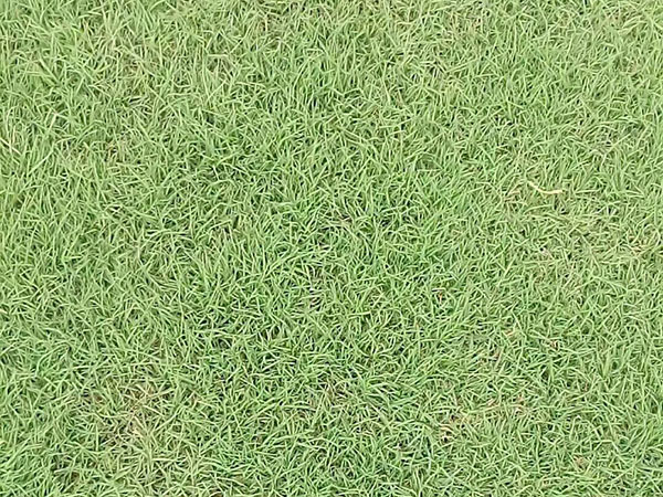 天堂草種子 天堂草種子