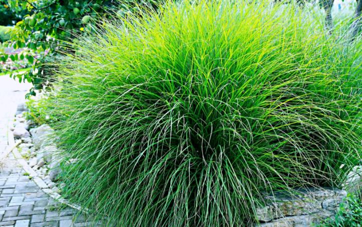 細(xì)葉芒草