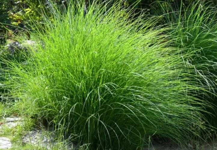 細(xì)葉芒草