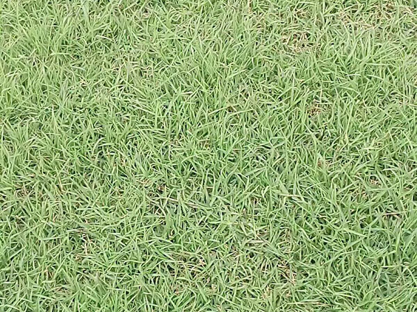 日本矮麥冬草 日本矮麥冬草