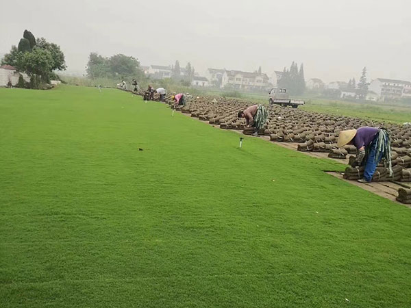 日本矮麥冬草 日本矮麥冬草