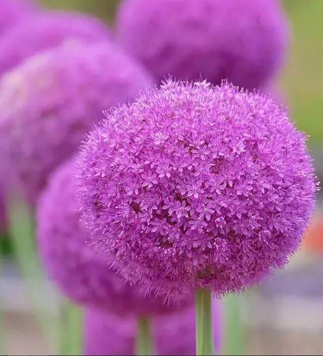 大花蔥的養(yǎng)殖方法和注意事項(xiàng)