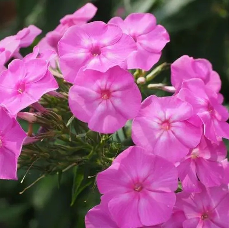 1667129635476281.jpg 福祿考02.jpg