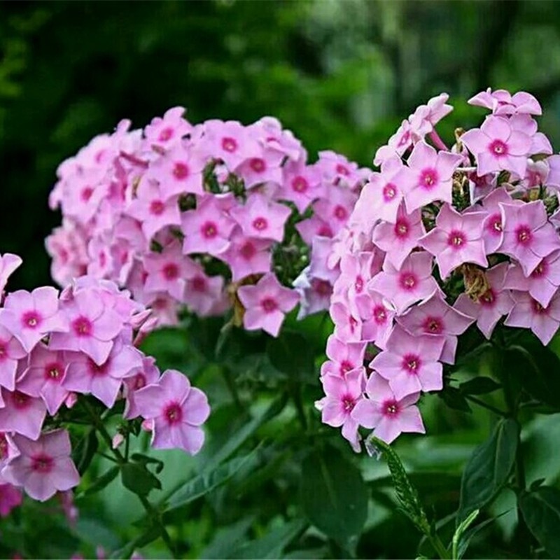 1667129651140449.jpg 福祿考03.jpg