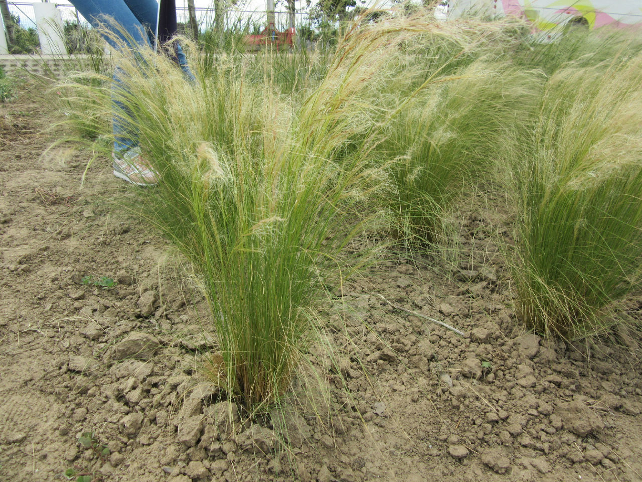 1678359019147995.jpeg 1678359019147995.jpeg