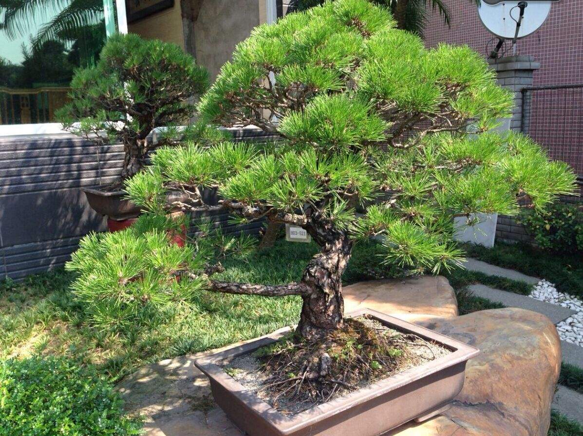 1678361700147990.jpeg 1678361700147990.jpeg