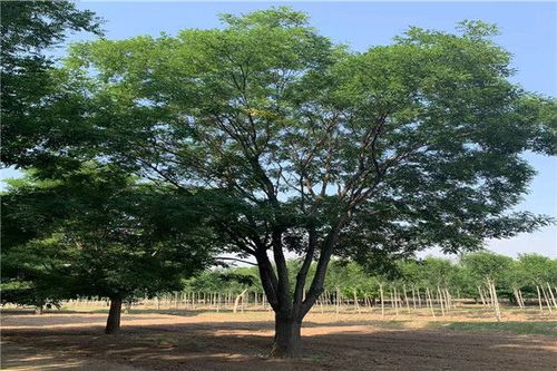 1678415886796139.jpeg 1678415886796139.jpeg