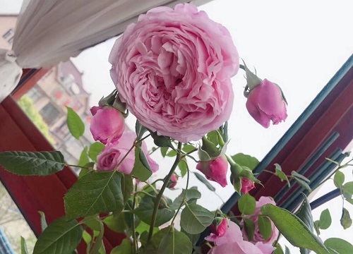 1678429742720313.jpg 1678429742720313.jpg