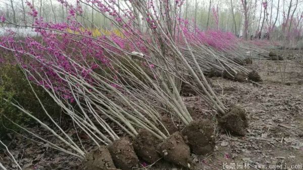 紫荊樹圖片基地實拍 紫荊樹圖片基地實拍